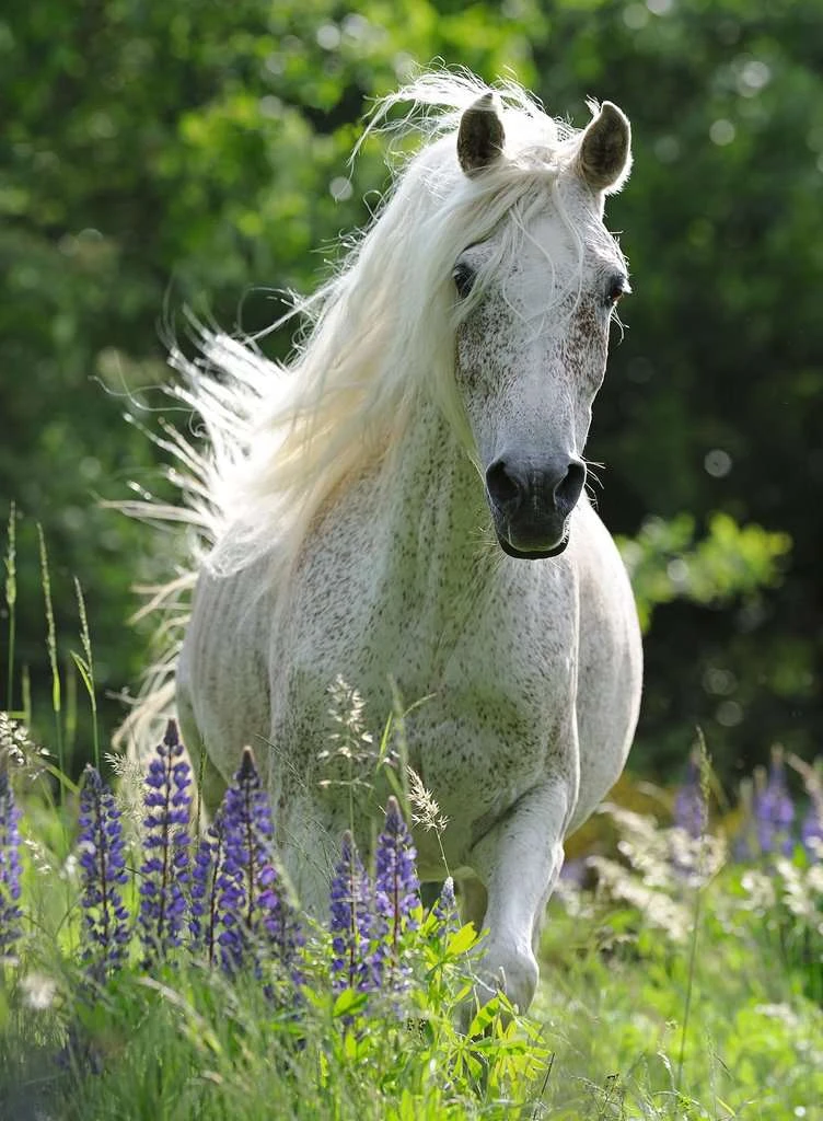 Witte Hengst Ravensburger 100 Stukjes XXL 4 Witte Hengst Ravensburger 100 Stukjes XXL - Afbeelding 2